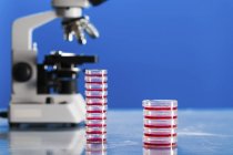 Muestras biológicas en placas Petri y microscopio sobre mesa de laboratorio . - foto de stock