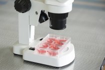Cultivos celulares bajo microscopio en laboratorio . - foto de stock