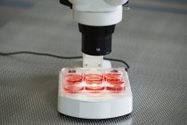 Cultivos celulares bajo microscopio en laboratorio . - foto de stock