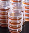 Stacked Petri dishes with blood agar on plain background. — Stock Photo