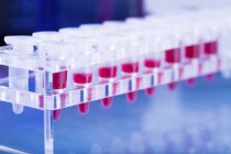 Blood samples for testing in microcentrifuge tubes. — Stock Photo