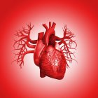 Human heart against red background, illustration. — Stock Photo