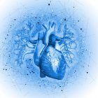 Corazón humano sobre fondo azul, ilustración . - foto de stock