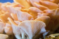 Pink oyster mushrooms clusters on blue background. — Stock Photo