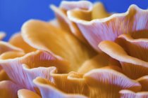 Champignons huîtres roses grappes sur fond bleu
. — Photo de stock
