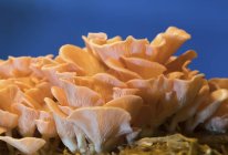 Cogumelos-de-ostra rosa clusters no fundo azul
. — Fotografia de Stock