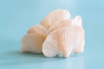 Cogumelos de ostra rosa no fundo azul
. — Fotografia de Stock