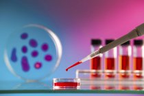 Close-up of micropipette pipetting blood sample into petri dish. — Stock Photo