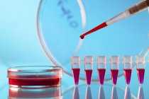 Close-up of micropipette pipetting blood sample into microcentrifuge tubes. — Stock Photo