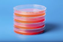 Petri platos con agar sangre sobre fondo azul
. - foto de stock