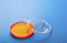 Placa Petri con agar de sangre sobre fondo azul . - foto de stock
