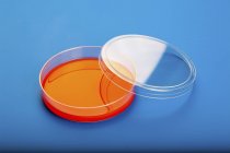 Placa Petri con agar de sangre sobre fondo azul . - foto de stock