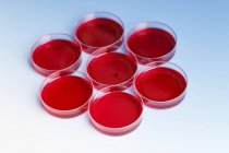 Placas de Petri com amostras de sangue em fundo liso . — Fotografia de Stock