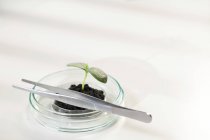 Plant seedling in soil in Petri dish and tweezers in laboratory. — Stock Photo
