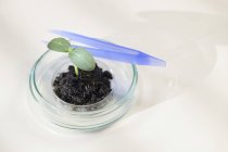 Plante semis dans le sol dans la boîte de Petri et pince à épiler en laboratoire . — Photo de stock