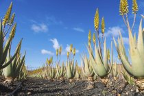 Aloe Vera Pflanzen wachsen auf dem Bauernhof. — Stockfoto