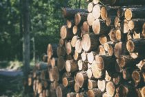 Wooden logs with forest  in background. — Stock Photo