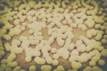 Round Staphylococcus bacteria cells, digital illustration. — Stock Photo