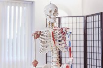 Modelo de esqueleto humano na sala de osteopatia . — Fotografia de Stock