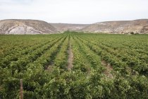 Fileiras de videiras para produção de vinho perto do sistema de irrigação do rio Olifants, Klawer, Western Cape, África do Sul . — Fotografia de Stock