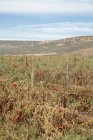 Colture di pomodoro colpite dalla siccità nei pressi di Klawer, Western Cape, Sudafrica . — Foto stock