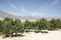 Bäume auf Zitrusfruchtplantage in der Nähe von Picketberg, Westkap, Südafrika. — Stockfoto
