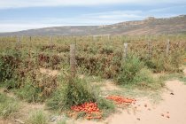 Tomatenpflanzen von Dürre in der Nähe von klawer, Westkap, Südafrika betroffen. — Stockfoto