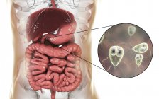 Giardia lamblia einzellige Protozoen-Parasiten im menschlichen Zwölffingerdarm, digitales Kunstwerk. — Stockfoto