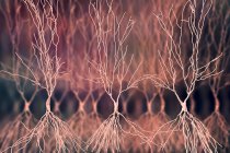 Estructura de neuronas hipocampo, obra de arte digital . - foto de stock