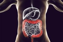 Digital illustration of human large intestine on black background. — Stock Photo
