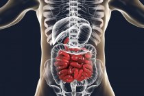 Ilustración digital del intestino delgado humano sobre fondo liso . - foto de stock
