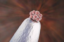Conceptual digital illustration of human blastocyst on needle tip. — Stock Photo