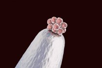 Ilustración digital conceptual del blastocisto humano en la punta de la aguja . - foto de stock