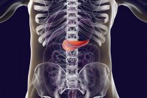Illustrazione digitale del sistema digestivo umano con pancreas evidenziato . — Foto stock