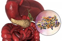 Menschliches Verdauungssystem mit hervorgehobener Bauchspeicheldrüse und molekularem Insulinmodell. — Stockfoto