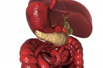 Ilustración digital del sistema digestivo humano con páncreas resaltado . - foto de stock