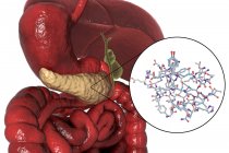 Menschliches Verdauungssystem mit hervorgehobener Bauchspeicheldrüse und molekularem Insulinmodell. — Stockfoto