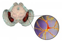 Création de substantia nigra sains et gros plan des neurones dopaminergiques du cerveau humain . — Photo de stock