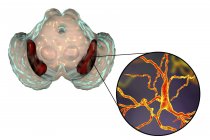 Création de substantia nigra sains et gros plan des neurones dopaminergiques du cerveau humain . — Photo de stock