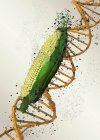 Ilustración conceptual del maíz modificado genéticamente sobre fondo liso . - foto de stock
