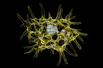 Digital illustration of trophozoite form of Acanthamoeba castellanii amoeba. — Stock Photo