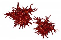 Digital illustration of Acanthamoeba castellanii amoebas on white background. — Stock Photo