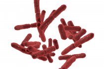 Digital artwork of Gram-positive anaerobic Bifidobacterium bacteria. — Stock Photo