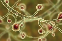 Farbige digitale Illustration von Blastomyces dermatitidis Pilz, der Pilzinfektionen verursacht. — Stockfoto