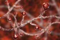 Farbige digitale Illustration von Blastomyces dermatitidis Pilz, der Pilzinfektionen verursacht. — Stockfoto