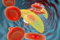 Toxoplasma gondii en sangre, ilustración digital . - foto de stock