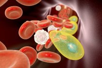 Toxoplasma gondii im Blut, digitale Illustration. — Stockfoto