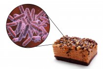 Концептуальні ілюстрації шматок пирога і збільшення бактерій харчового інфекції на білому тлі. — стокове фото