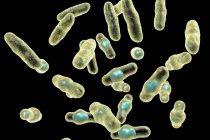 Цифровий ілюстрації з perfringens Clostridium грам-позитивних паличковидні бактерії. — стокове фото