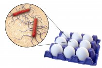 Курячі яйця в картонній коробці і крупним планом бактерії Listeria monocytogenes . — стокове фото